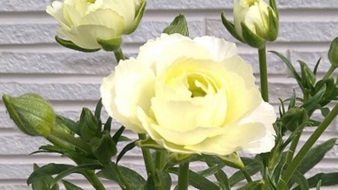 ラナンキュラスラックス グレーシスも開花、ティーバ購入