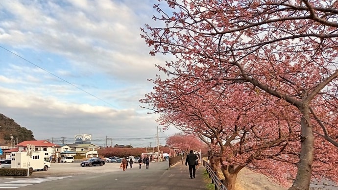 伊豆・河津町へ桜を観に~まず夜桜を