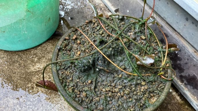 熱帯スイレンをひとつだけ植え替えました