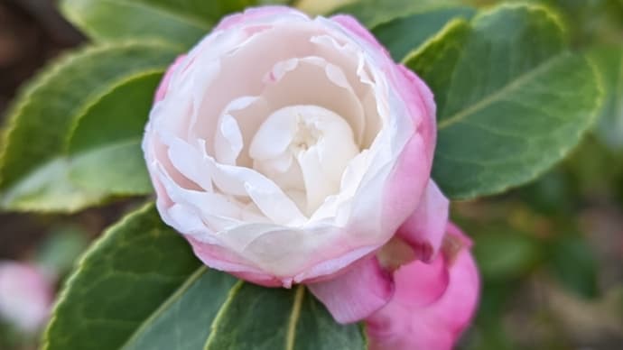 椿の花の貴婦人