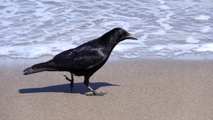 鳥の "バカ歩き "