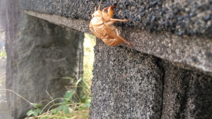 個人的・夏の風物詩