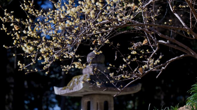 沙沙木神社の蝋梅（2025）その２