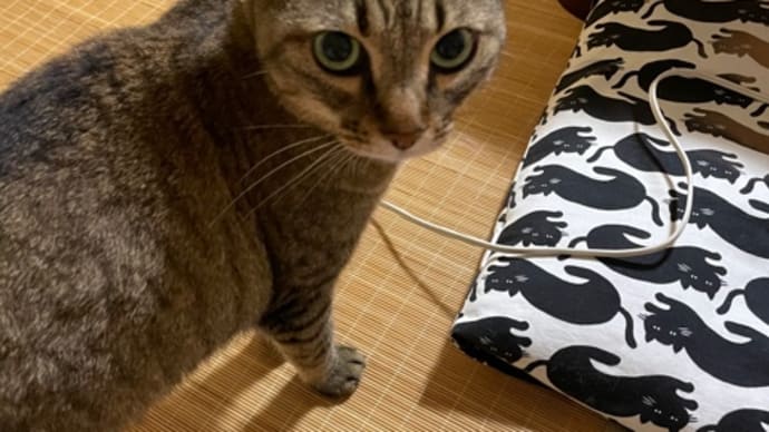 87日目、毛玉たくさん