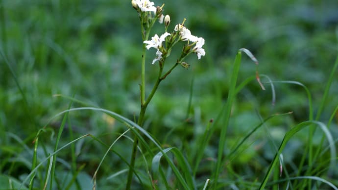 鳥海山の植物　その24　岩銀杏（イワイチョウ）