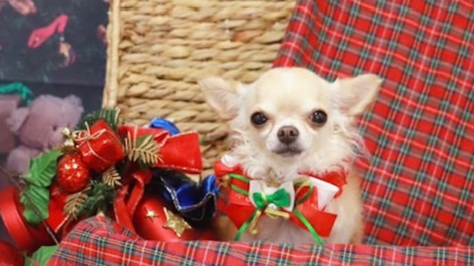 明日からもう12月よ🎄