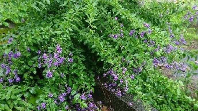 庭の花たち  #デュランタライムタカラヅカ　＃伊勢花火　＃緑紫陽花　＃サマーポインセチア