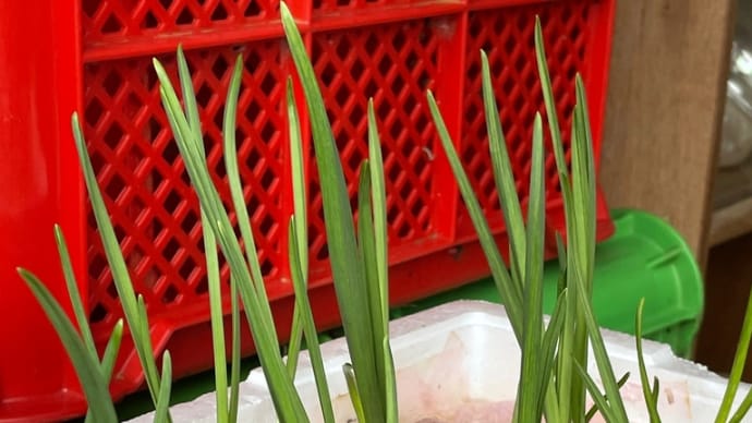 スプラウトにんにく栽培日記 /17日目/3枚目の葉が