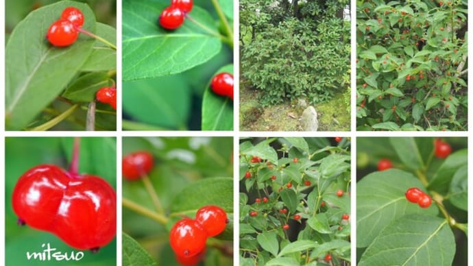 「紅花瓢箪木の実がなりました」 MY GARDEN 2022.07.15日撮影