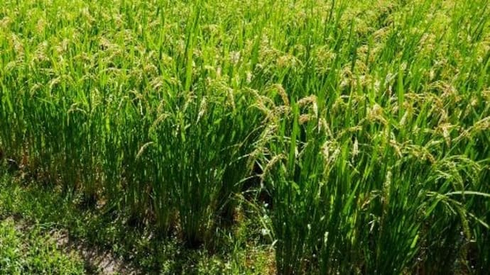 谷戸の花と イナゴのかくれんぼ