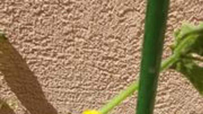 わからないこと