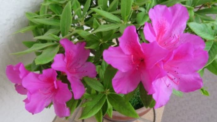 2023年4月のサツキツツジ A開花、B花芽 4/4~29 咲きました