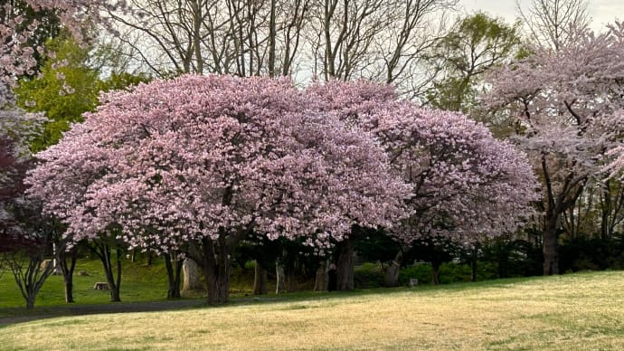 オニウシ公園の桜・森町①2025年5月7日