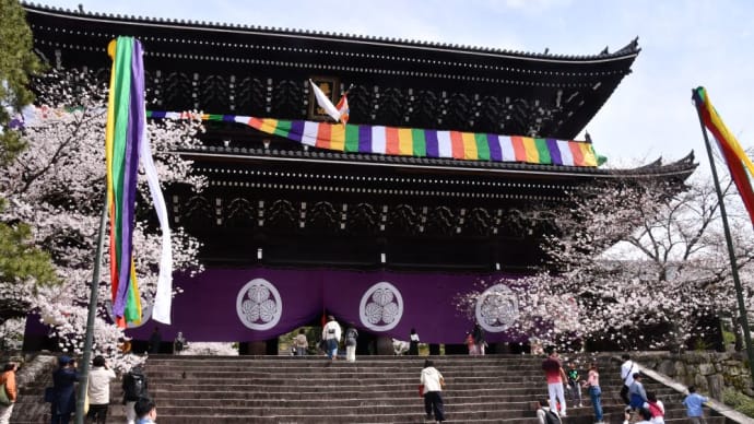 京都桜見物…その7知恩院山門の桜