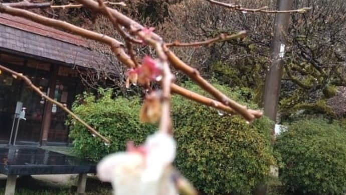 太宰府天満宮にて