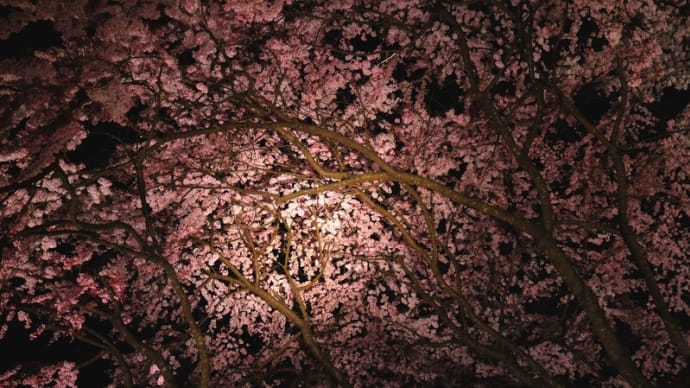 満天の夜桜を堪能　２０２２.０３.２９夕〜夜