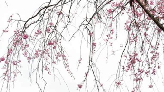  枝垂れ桜