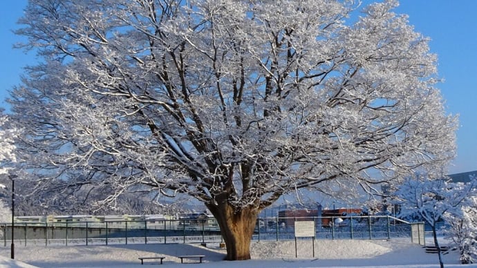 名残雪の大欅・大野小学校２１ふるさと散歩   