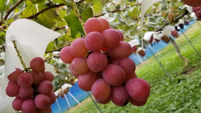 上山田でぶどう狩り,。。