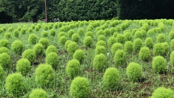 花の丘公園 花散歩