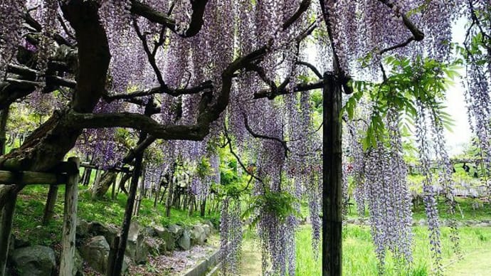 横須賀菖蒲園