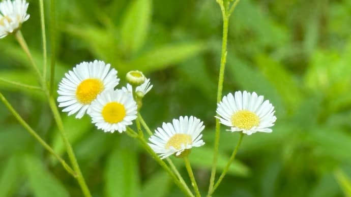 よいしょこらしょの段差解消、スロープの完成です