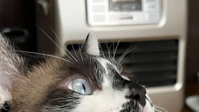 怪獣1号がやってきた
