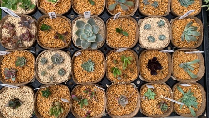 植え替えをしました。