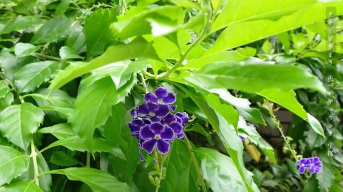 お花の名前に”宝塚”!