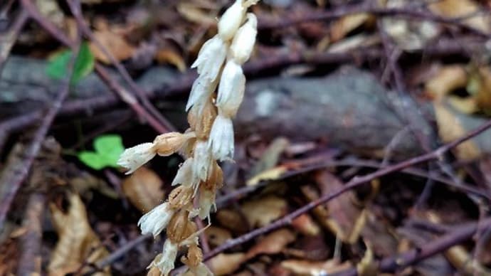 タシロラン(田代蘭)マヤラン(摩耶蘭)オイランソウ(花魁草)カイツブリの営巣・コシアキトンボなど・今日のクワコ・俳句鑑賞