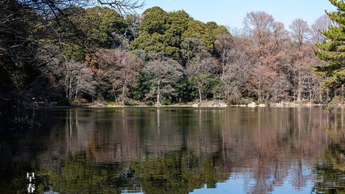 早春の石神井公園。