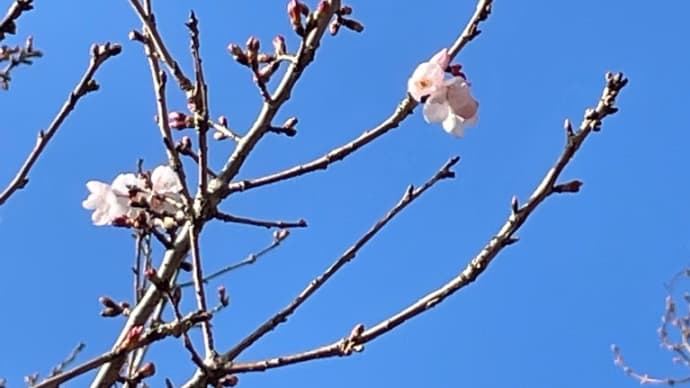 桜　開花速報