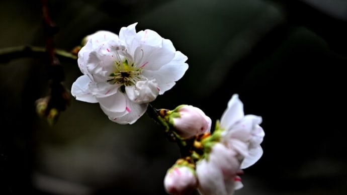 白鳥庭園の花桃