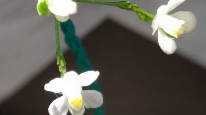 長月十六日。花盛りの風船葛