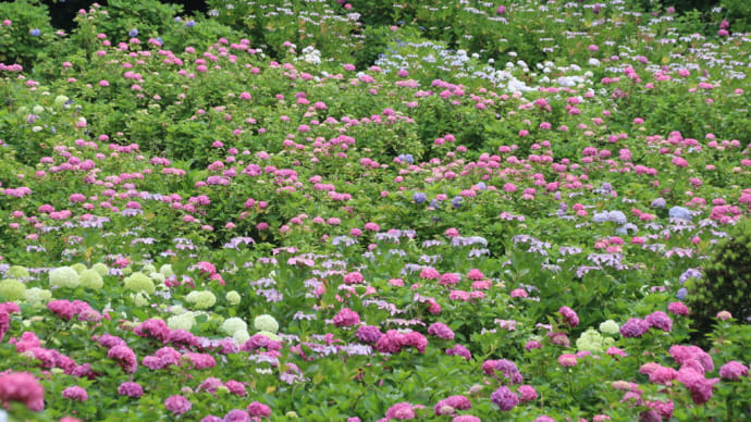 紫陽花の季節～昨年の服部農園～
