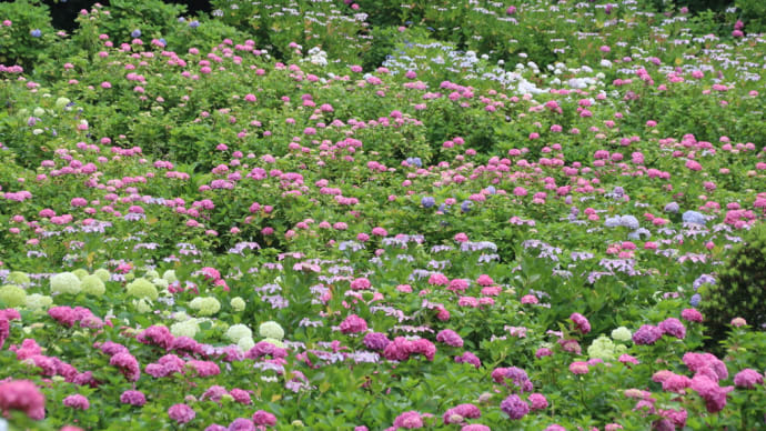 紫陽花の季節~昨年の服部農園~