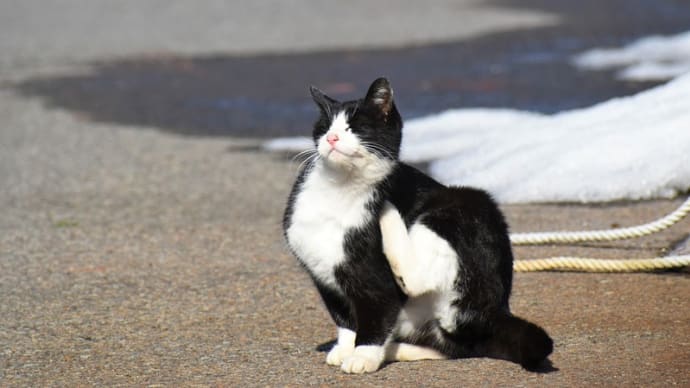 休暇中に出会った鳥たち②&猫ちゃん、キッチンカー