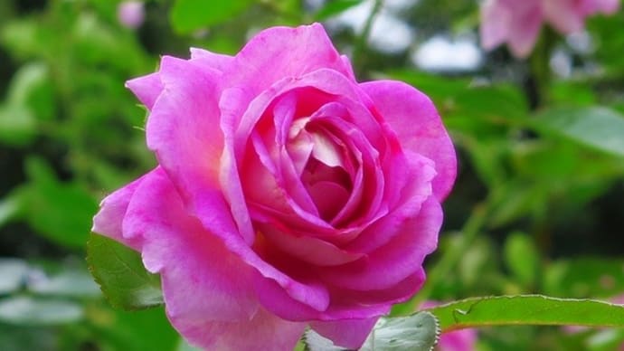 秋薔薇と彩雲