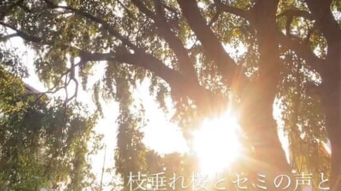 7月27日木曜日の夕方