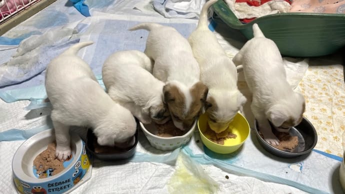 仔犬の飼い主様 募集中