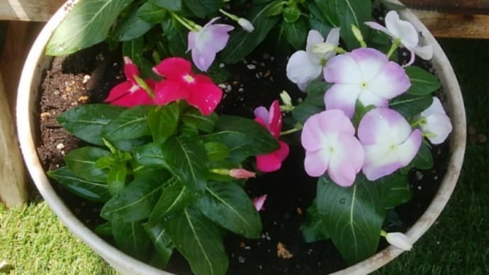 花苗植えました~