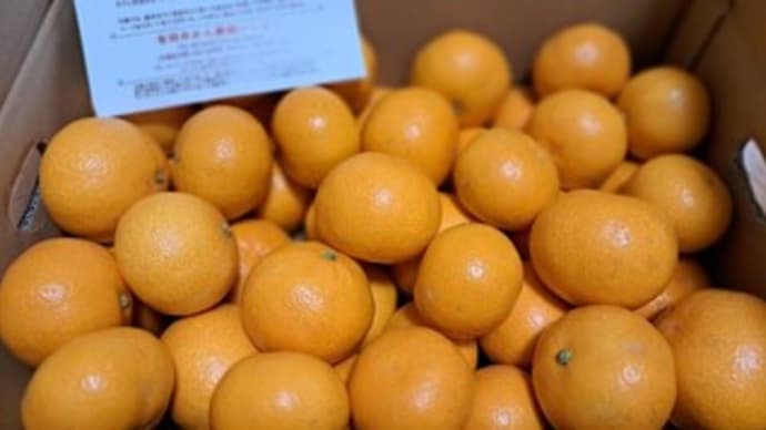 今年も 美味しいビタミンありがとうございます
