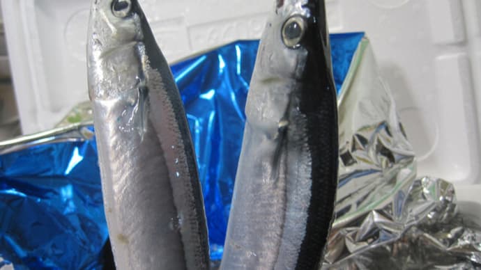 秋刀魚の季節