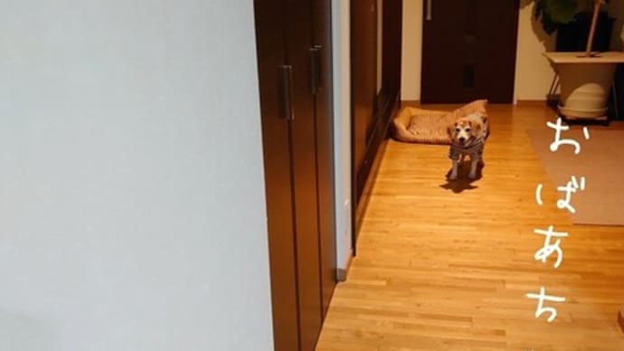 止まらない老犬・・・(笑)