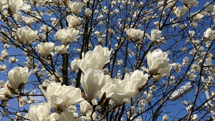 こぶしの花満開デス!