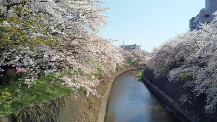自宅近くの桜です。