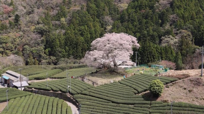 牛代(うしんしろ)のみずめ桜とカタクリの花