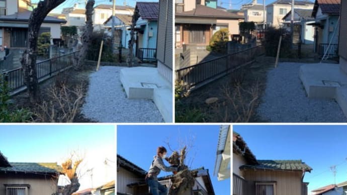 お隣との境界近くに植えられている柿の木4本伐採