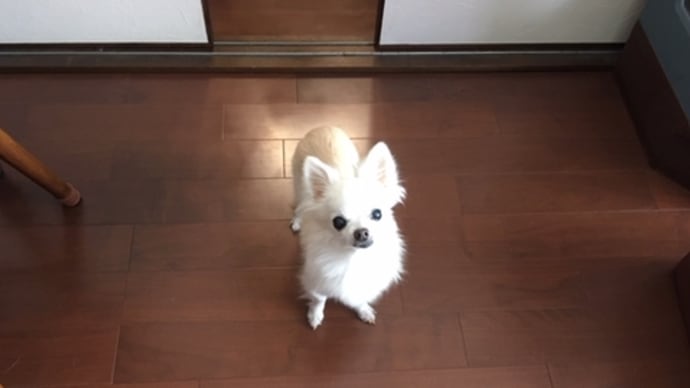 おにいたんが帰って来たリリ①