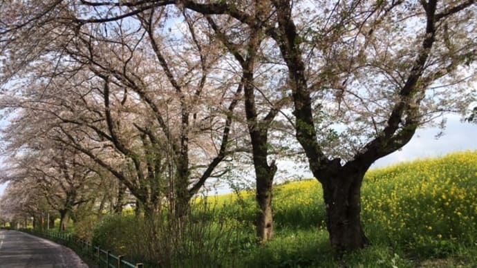 怒涛の桜名所、一気見ライド!(最終ステージ)